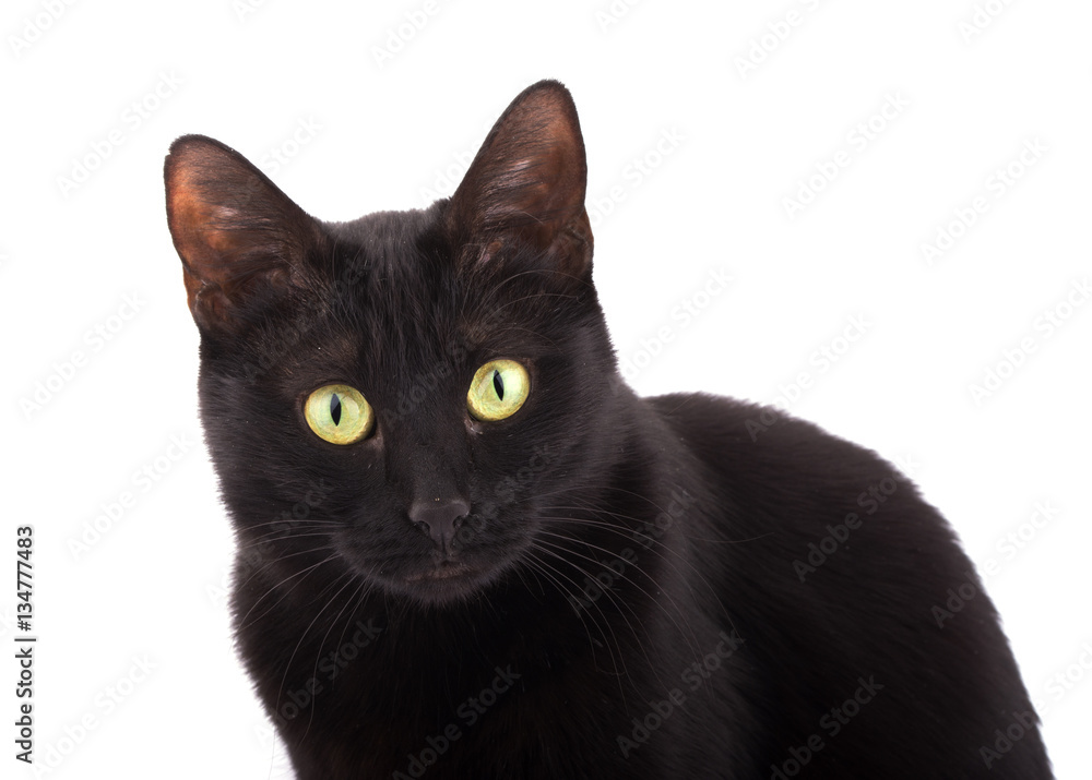Cute black cat looking up, on white background