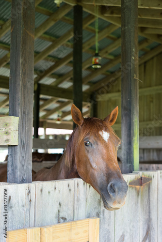 Fototapeta Naklejka Na Ścianę i Meble -  horse barn