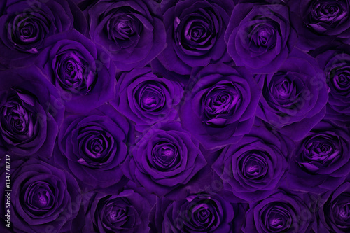 Valentine, wedding background, made of violet roses.
