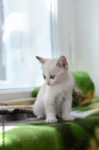 Small white kitten on the windowsill