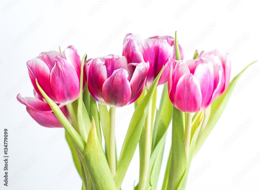 Beautiful two colored tulips close up on white background Beautiful two colored tulips close up on white background
