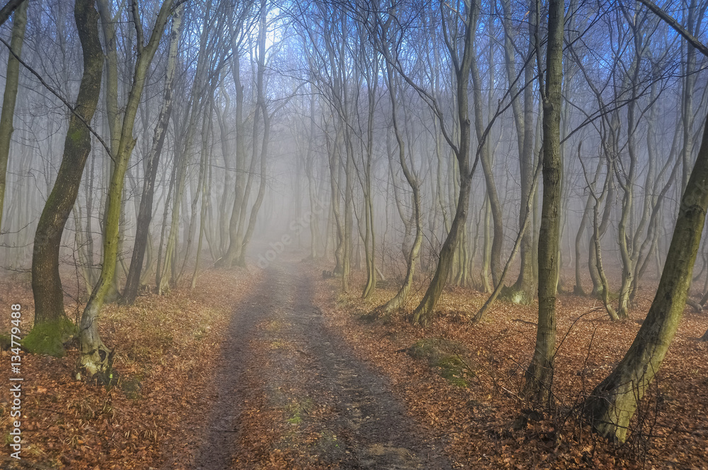 Fototapeta premium Weg im Wald im Herbst