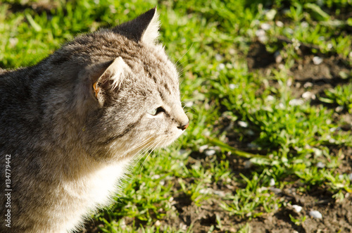 Big gray cat on a background of green grass