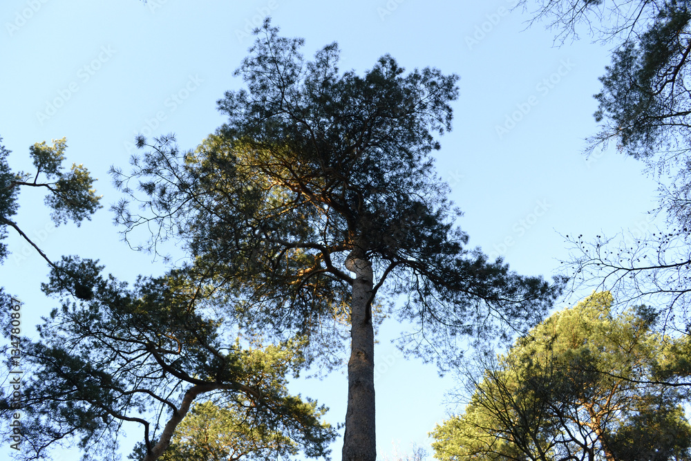 Obraz premium Wald Baum