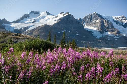 Wildflowers at Mount Athabasca from Icefields Parkway, Jasper Na
