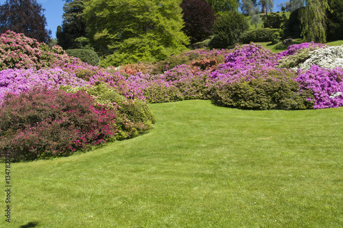 Giardino con azalee fiorite/ Garden with flowering azaleas
