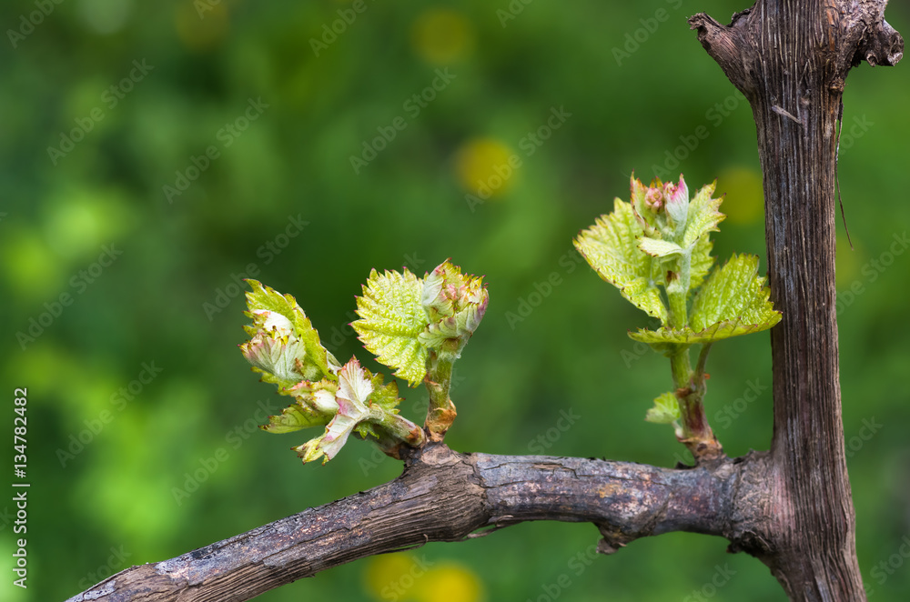 shoots and leaves of grapes on the vine spring shoots and leaves of grapes on the vine spring