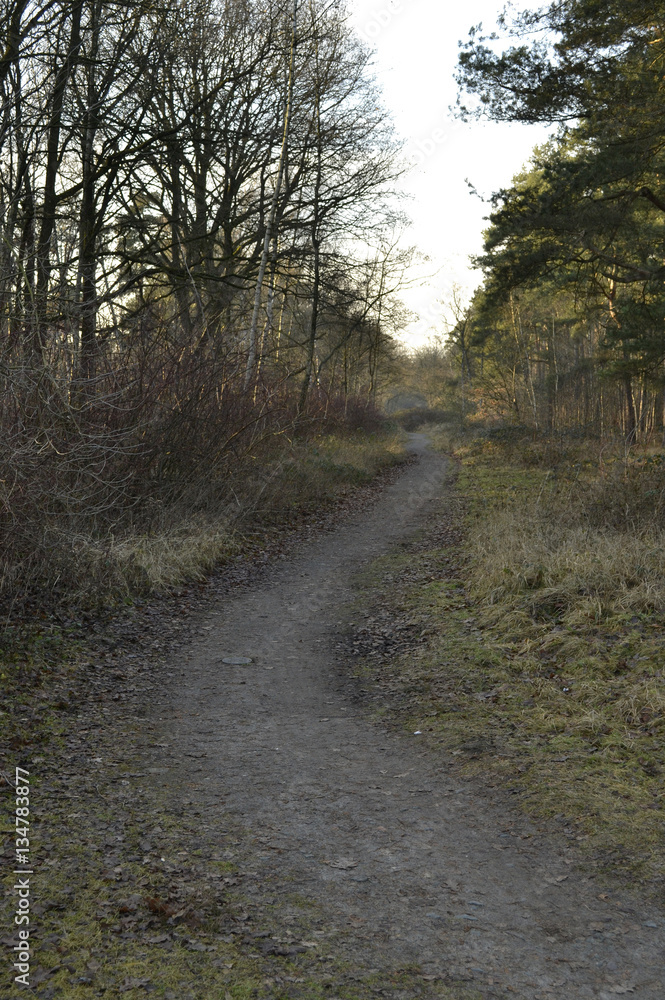 Obraz premium Waldweg