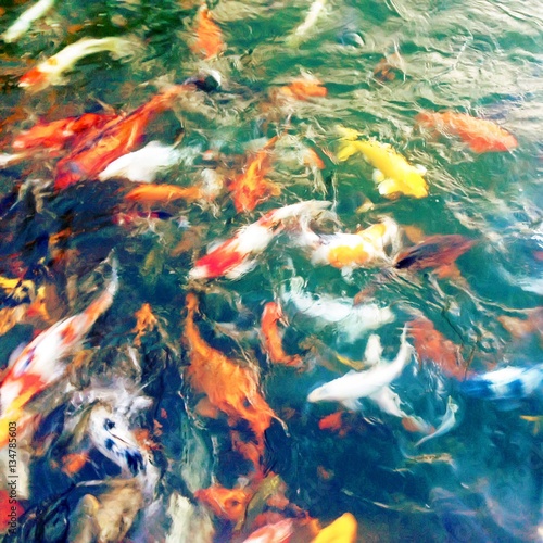 Colorful carps fish © Mauricio G