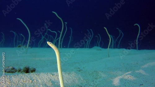 Underwater Beautiful Garden Eels. Picture of garden eels (Gorgasia sillneri) in the tropical reef of the Red Sea, Dahab, Egypt. photo