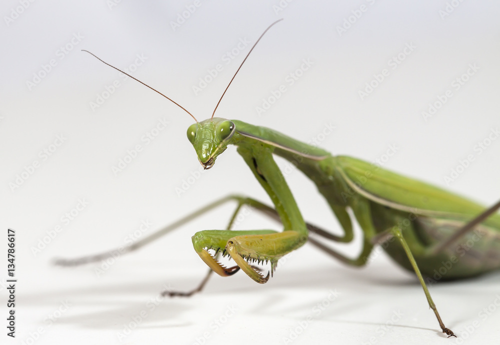 The large female of the mantis The large female of the mantis