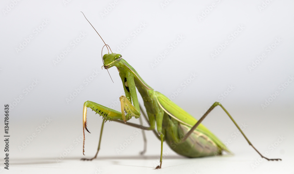 The large female of the mantis The large female of the mantis
