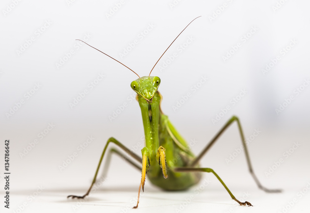 The large female of the mantis The large female of the mantis