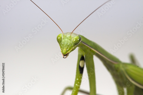 The large female of the mantis