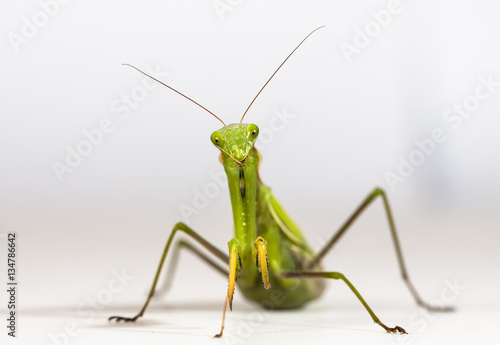 The large female of the mantis