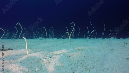 Underwater Beautiful Garden Eels. Picture of garden eels (Gorgasia sillneri) in the tropical reef of the Red Sea, Dahab, Egypt. photo