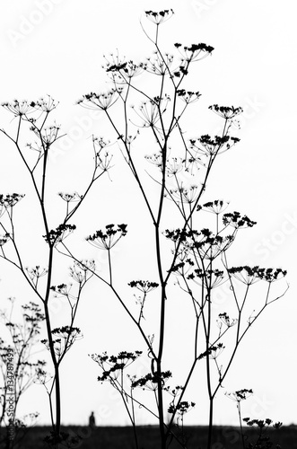 Black and white low close up image of queen anne s lace with a small  figure of a person in the distance.