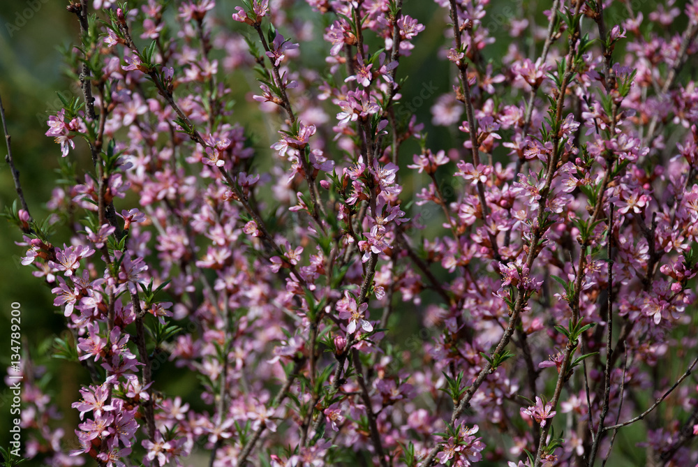 Large shrub with a scattering of small pink flowers on green background with shallow depth of field