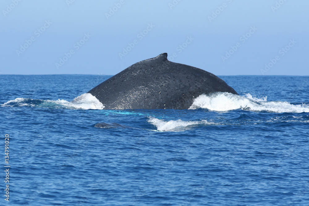 Naklejka premium Whale Back