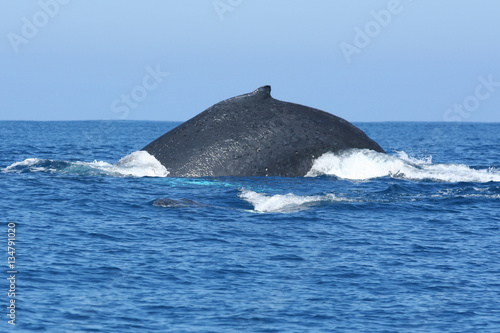 Whale Back