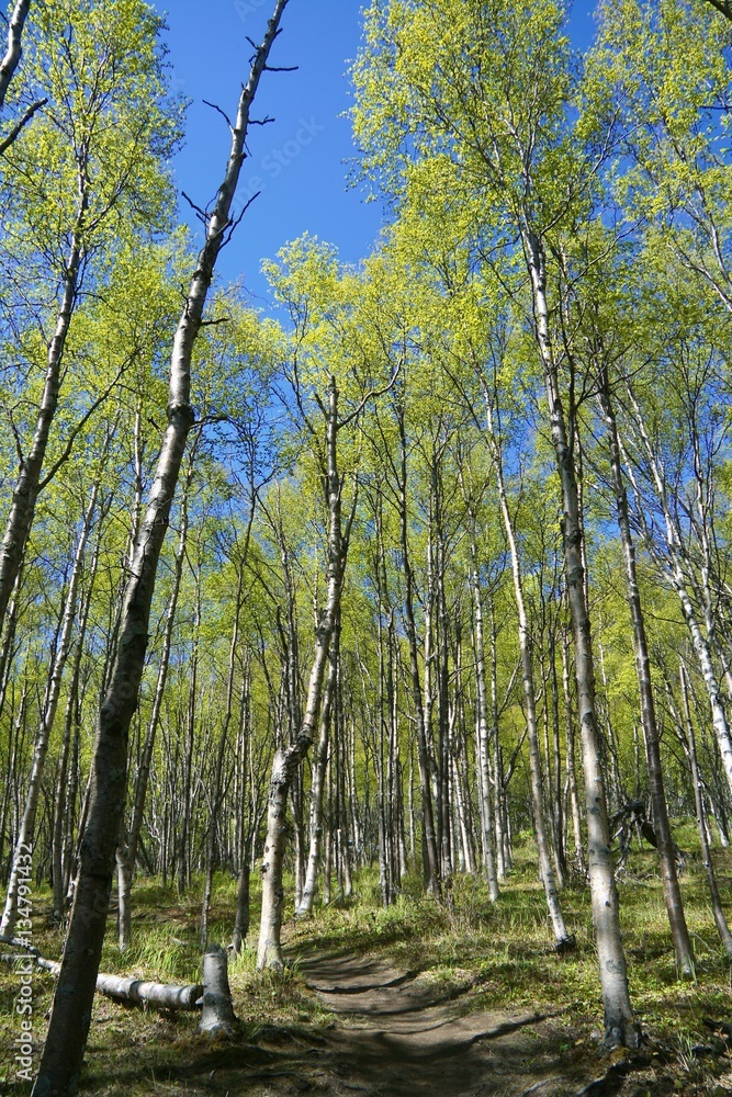 Naklejka premium summer hiking trail
