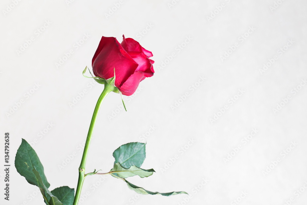 Red rose isolated on white background.