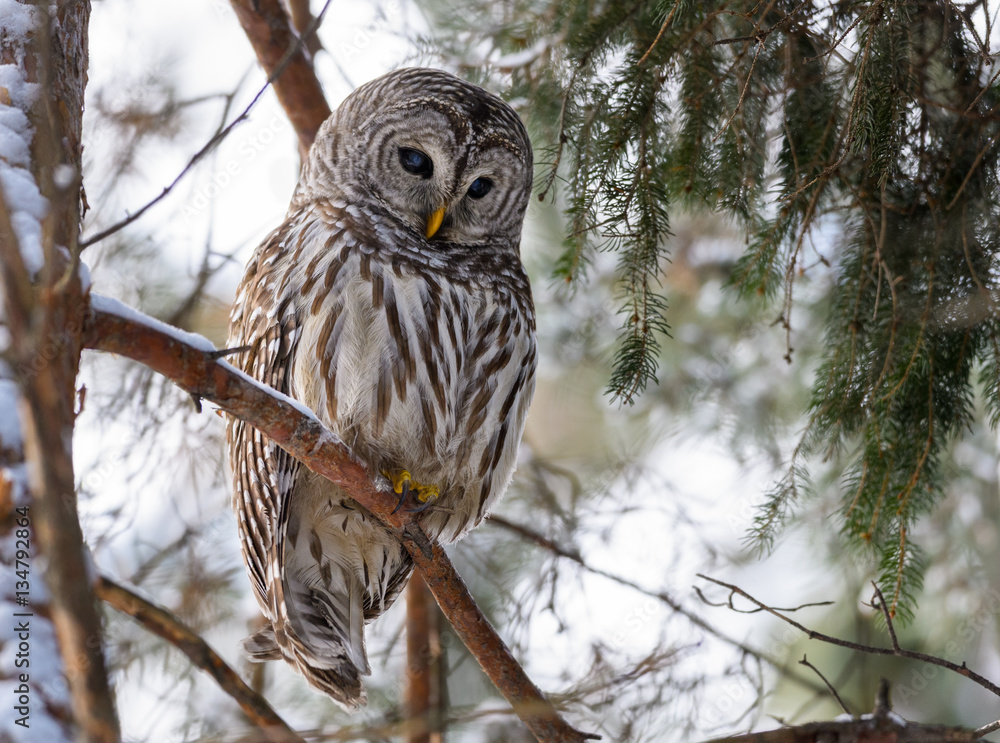 Naklejka premium Barred Owl Perched in Tree in Winter
