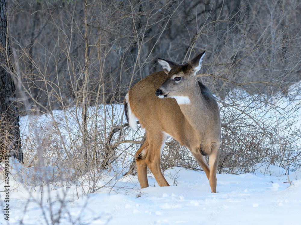 White-tailed Deer Doe in Winter White-tailed Deer Doe in Winter