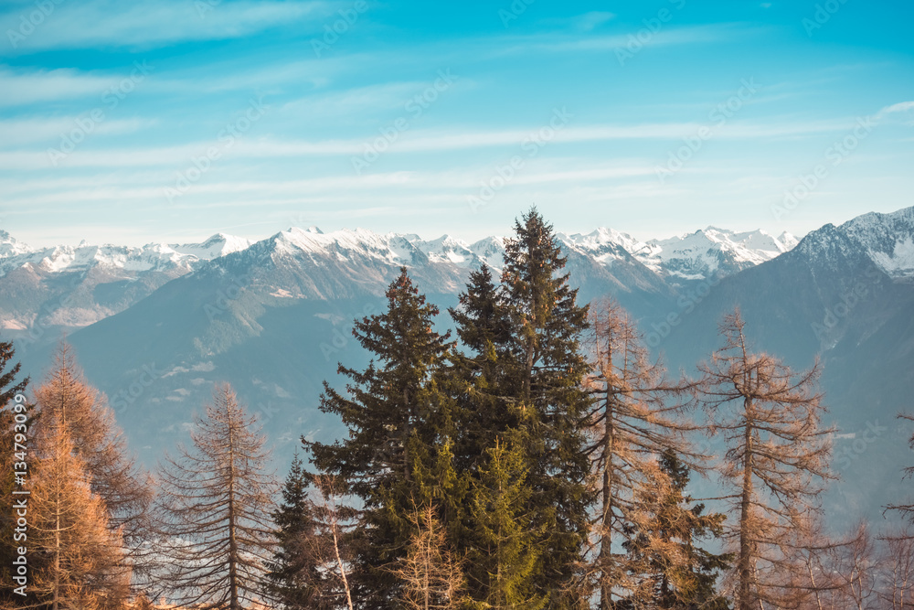 Pine trees and mountain landscape