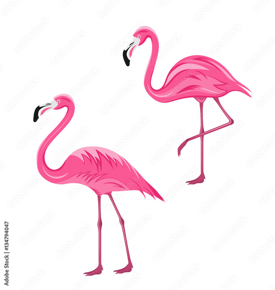 Fototapeta Para Różowi flamingi Odizolowywający na Białym tle