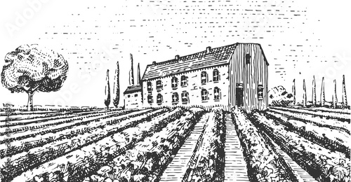 Vintage engraved, hand drawn vineyards landscape, tuskany fields, old looking scratchboard or tatooo style photo