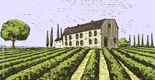 Vintage engraved, hand drawn vineyards landscape, tuskany fields, old looking scratchboard or tatooo style