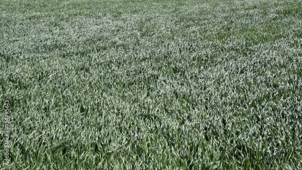 Field of young green barley. Young wheat on the field. Swaying stalks of wheat in the wind. Wind on the field. Field of young green barley. Young wheat on the field. Swaying stalks of wheat in the wind. Wind on the field.