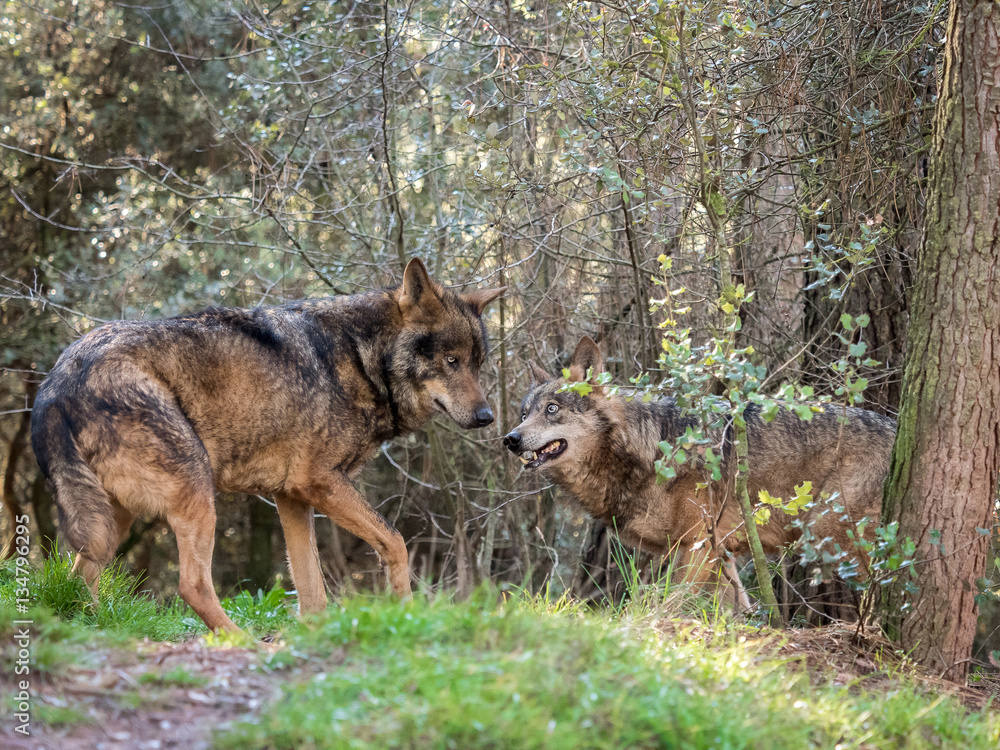 Obraz premium Couple of iberian wolves (Canis lupus signatus) in heat season