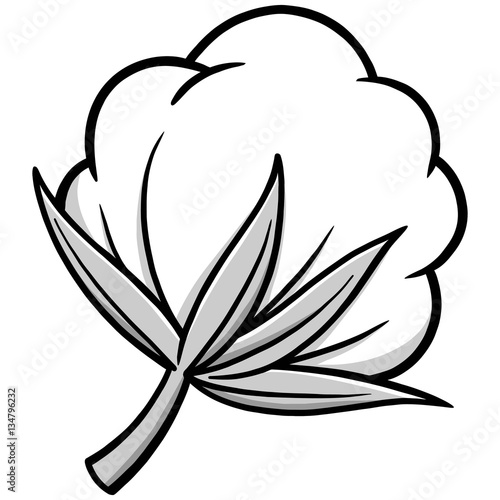 Cotton Illustration
