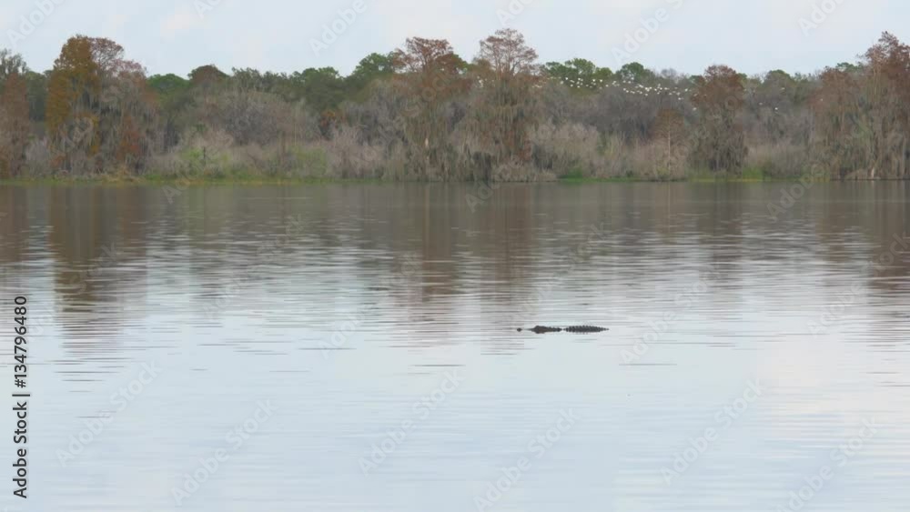Alligator and Bird Activity on Lake Hancock at Circle B Bar Reserve, 4K Alligator and Bird Activity on Lake Hancock at Circle B Bar Reserve, 4K