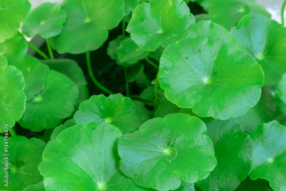 Closeup Centella asiatica or gotu kola in the pot, ayurveda herb Closeup Centella asiatica or gotu kola in the pot, ayurveda herb