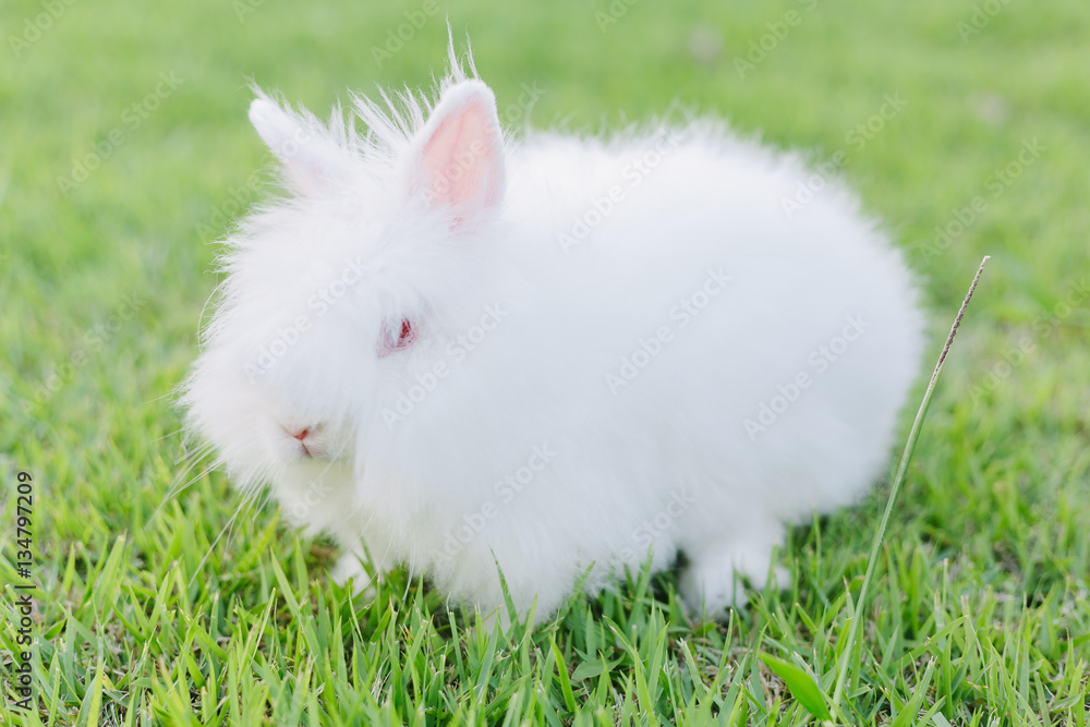 Little white bunny on the grass in sunny day Little white bunny on the grass in sunny day