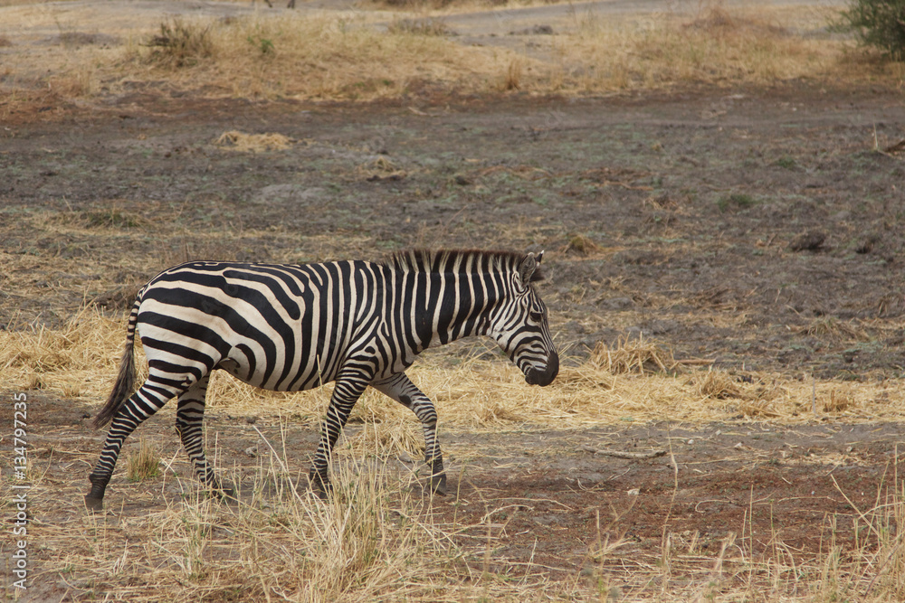 Obraz premium A Single Zebra