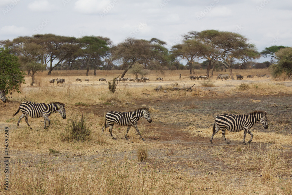 Obraz premium A Herd of Zebras in Tanzania