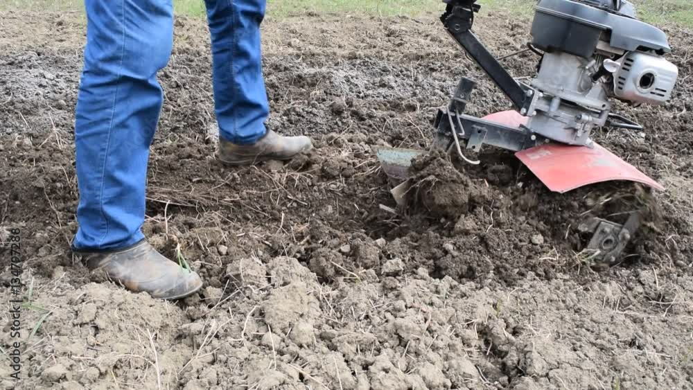 Planting potatoes under the walk-behind tractor. Man with motor-block in the garden. Planting potatoes under the walk-behind tractor. Man with motor-block in the garden.