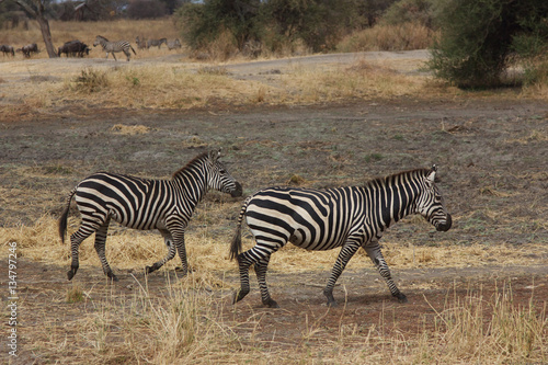 A Couple Zebras