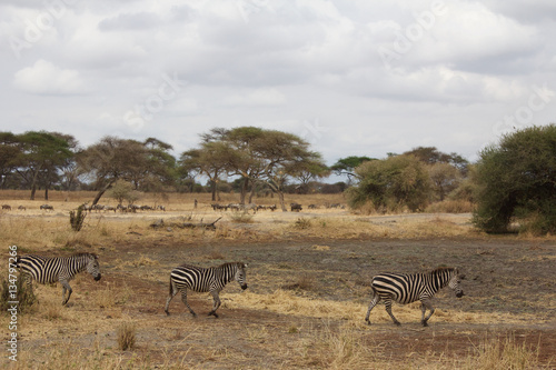 Three Zebras Walking in Tarangire