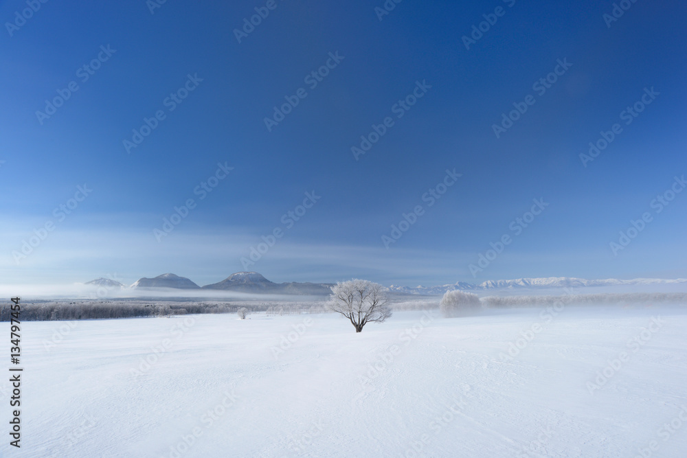 雪原