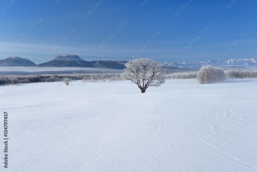 Obraz premium 雪原の木