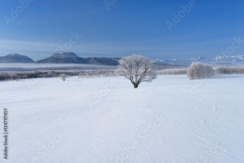 雪原の木 © 聡 足立