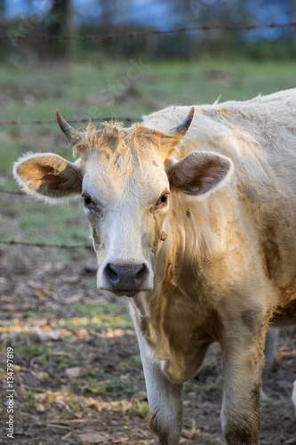 Image of brown cow on nature background. Farm Animam.