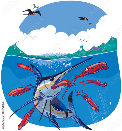 Blue Marlin Chasing Red Squid Vector Illustration