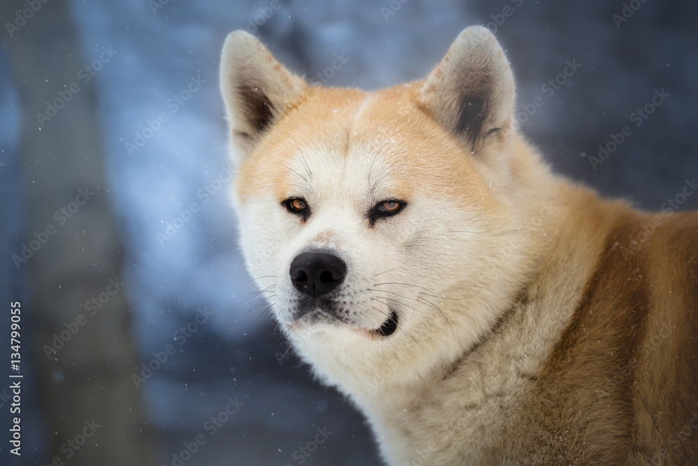 Hachiko - Japanese Dog Akita Inu in the winter forest