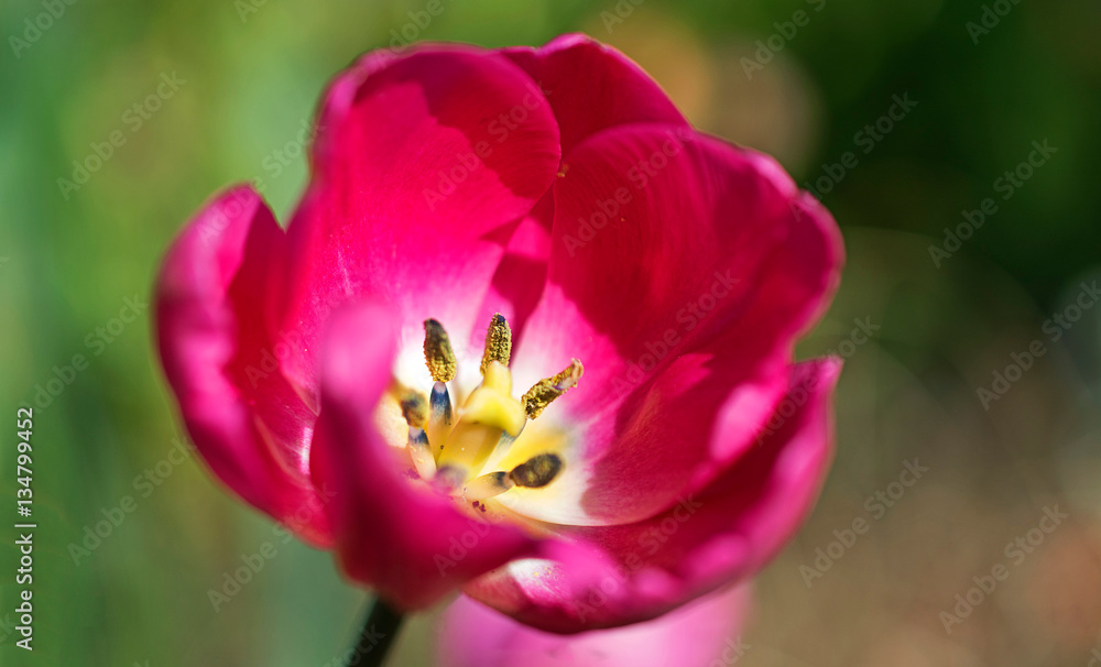 Rose tulip